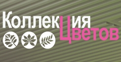 Коллекция Цветов — логотип